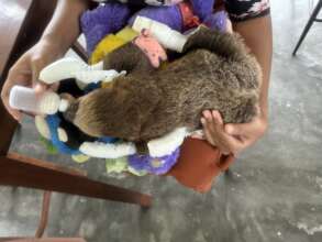 Jimmy feeding with 4 bandaged paws