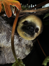 Pregnant sloth wondering what is happening to her