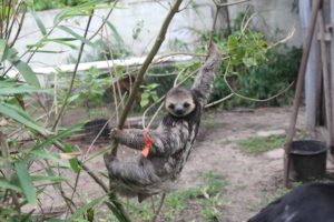 The last baby rescued during Slothaggedon
