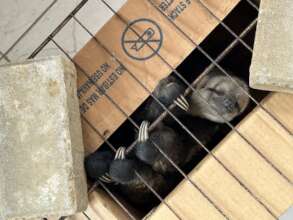 The rescued sloth waiting to picked up