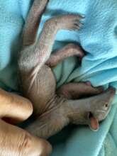 Two-day old Lucky arrived on Nov 28, 2025