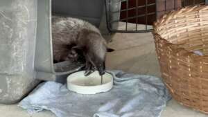 From bottle-feeding to independent eating