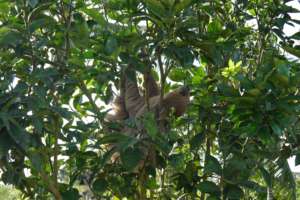 Just minding its own business...in an orange tree