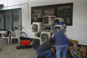 The animals confined to kennels for moving them
