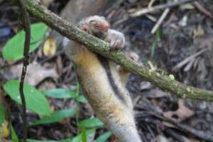 The tiniest anteater in Suriname released again