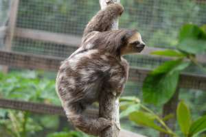 Jinkoe has grown a lot and is venturing out