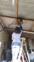 Trying to rescue a sloth from a house