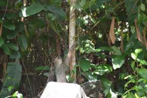 Sloth happily returning to a tree in a safe forest