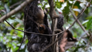 From city to forest, free to roam