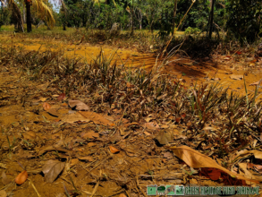 Leaves falling from the trees which is unusual