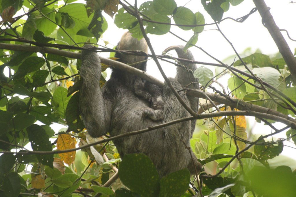 Sloth Sanctuary Suriname sequel: the whole story!