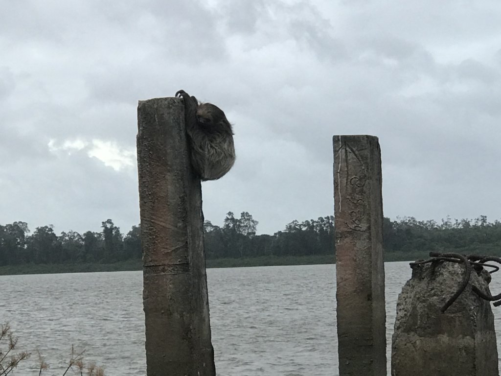 Sloth Sanctuary Suriname sequel: the whole story!