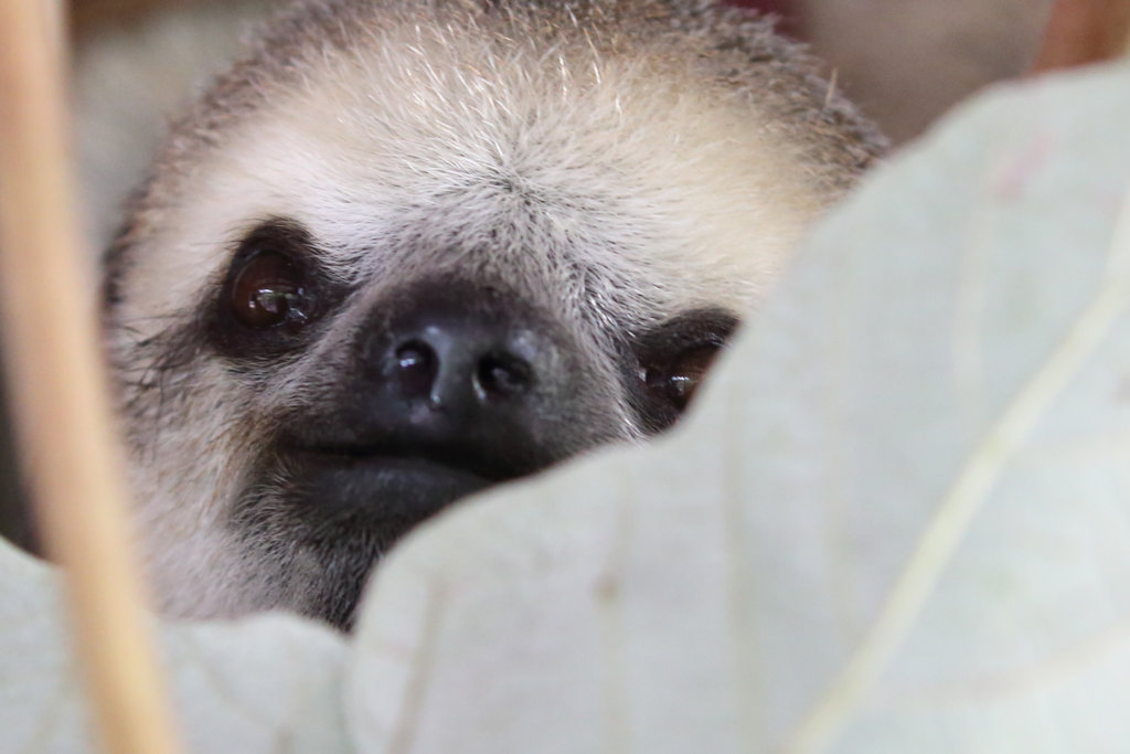 Sloth Sanctuary Suriname sequel: the whole story!