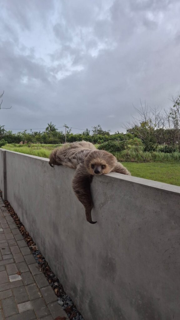 Sloth Sanctuary Suriname sequel: the whole story!