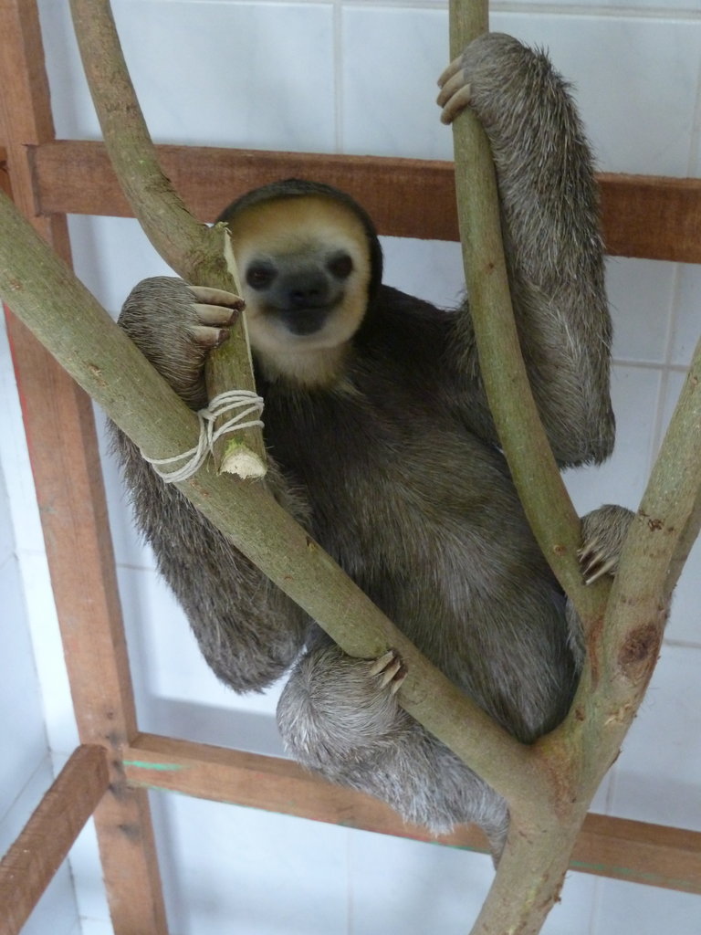 Sloth Sanctuary Suriname sequel: the whole story!