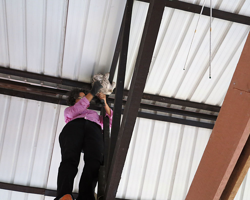 Sloth Sanctuary Suriname sequel: the whole story!