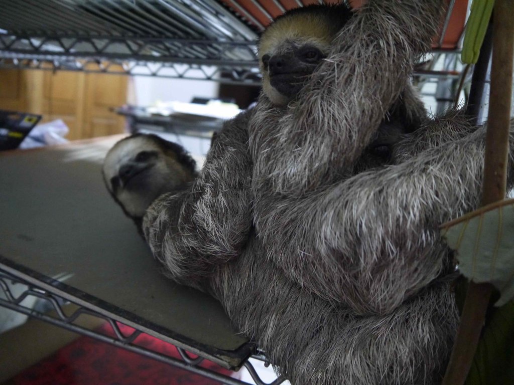 Sloth Sanctuary Suriname sequel: the whole story!