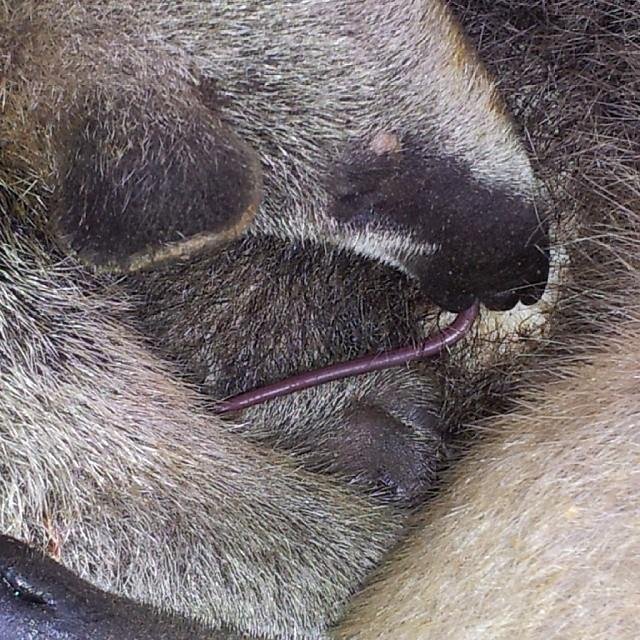 Baby anteater suckling