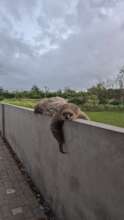 Relaxing on a wall