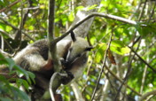 Sloth Sanctuary Suriname sequel: the whole story!