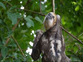 Sloth Sanctuary Suriname sequel: the whole story!