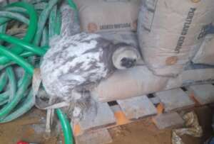 Pregnant sloth loitering in a construction site