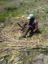Cutting grass for starts