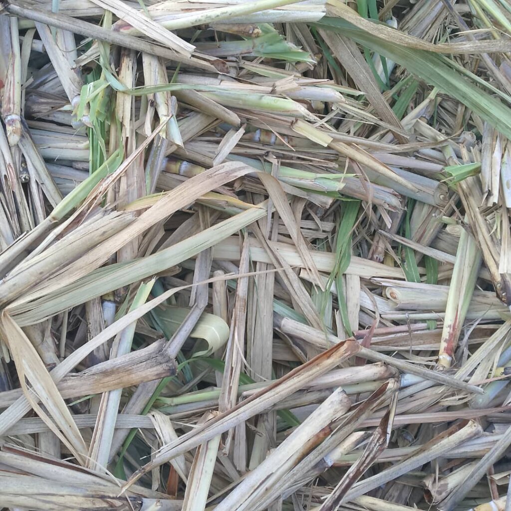 Sugarcane starts