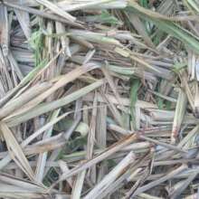 Sugarcane starts