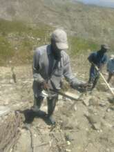 Tapioca cutting and planting