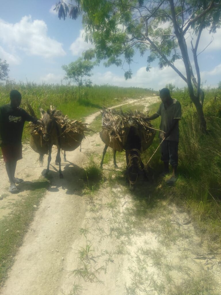 Mules carrying a load