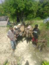Mules carrying a load