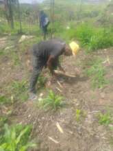 Planting the cane