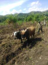Oxen team and plow for Boucantise