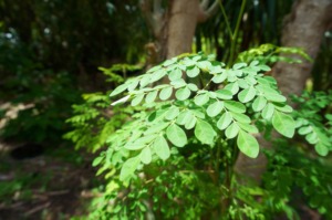 Moringa Olefeira leaves at Project Bona Fide
