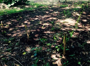 Turmeric is planted!