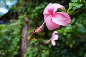 Flor de Avispa, a highly regarded medicinal plant
