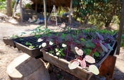 Natural medicines in Nicaragua