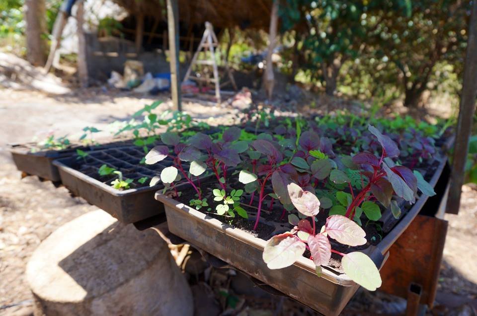 Natural medicines in Nicaragua