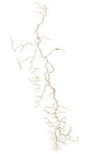 Atrato River. Graphic from IIAP