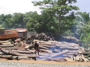 Deforestation at the shores of the Atrato