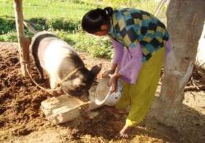 A co-op member took out a loan for pig farming