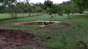 Ducks enjoying the waterbird pond (for now!)