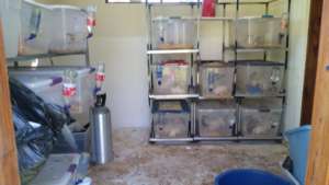 Rat colony for raptors (in waterbird house!)