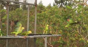 Releasing yellow-heads (Dr Sophie)