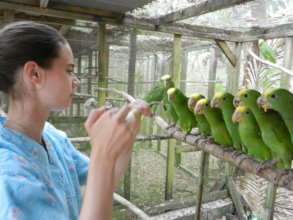 Ariane (intern) feeding yellow-head babies
