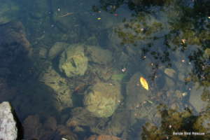 Our usual fish supply