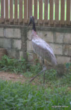 JabiruPaul who will be the enclosure's first guest