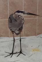 Bathroom Heron