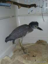 The heron, also suffering the diet of worms